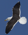 1cy fuscus in August, ringed in Finland. (81365 bytes)